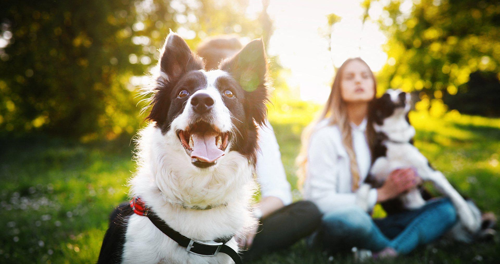 a woman and two dogs sitting in the grass