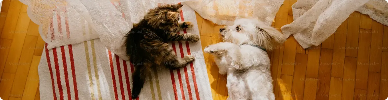 Cat and dog playing together on a rug